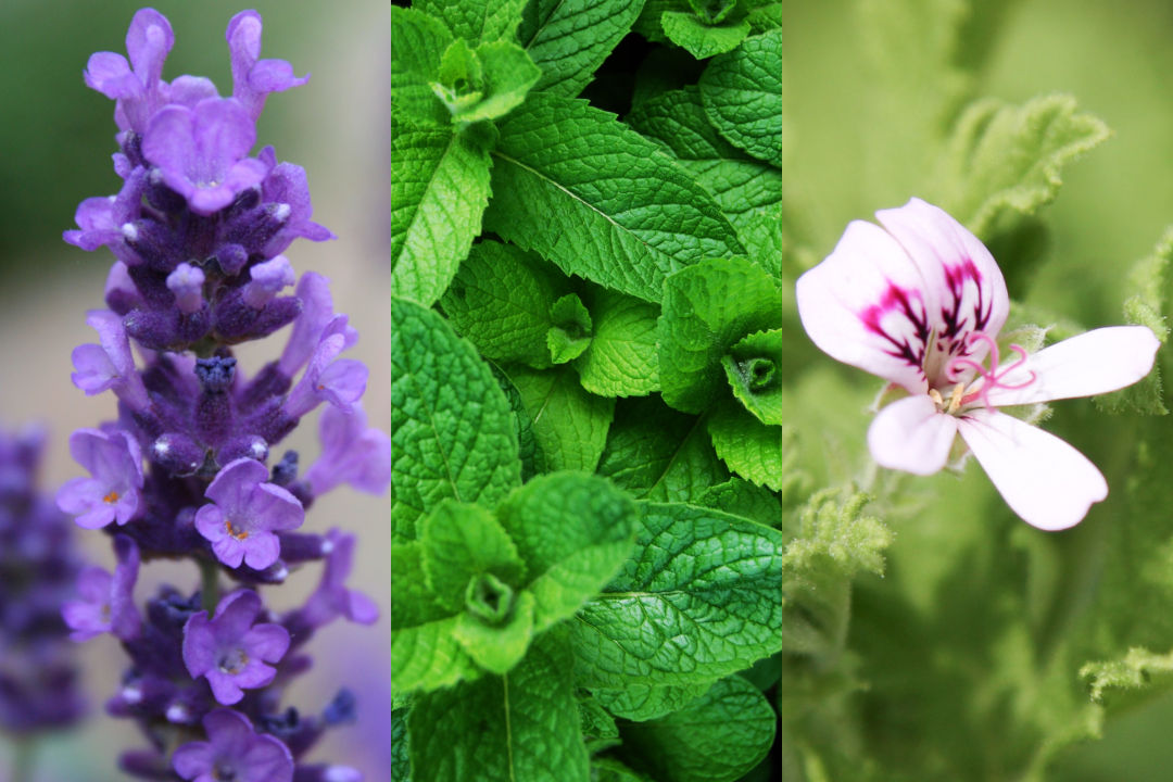 Des substances parfumantes fraiches et estivales pour votre cosmétique sur mesure Egotopie Des substances parfumantes fraiches et estivales pour votre cosmétique sur mesure Egotopie