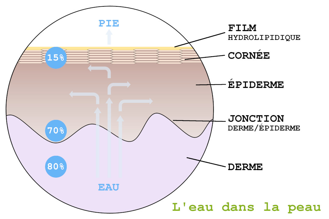 Egotopie, comment l'eau est-elle stockée dans votre peau ?