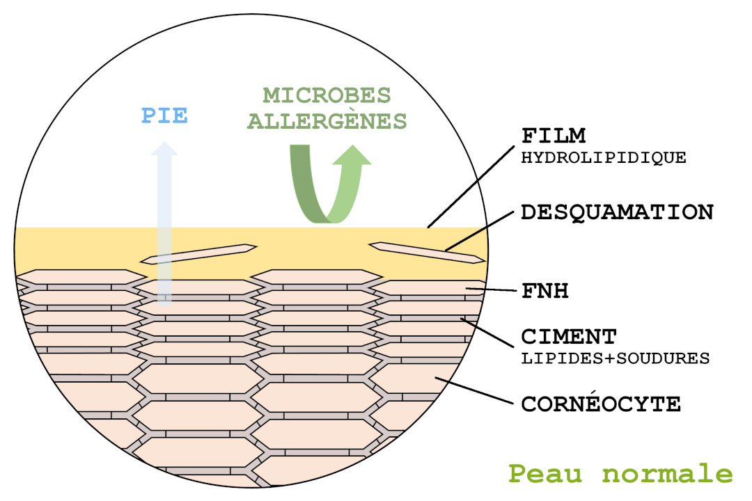 Egotopie, la barrière cutanée et la régulation de l'eau dans la peau Egotopie, la barrière cutanée et la régulation de l'eau dans la peau