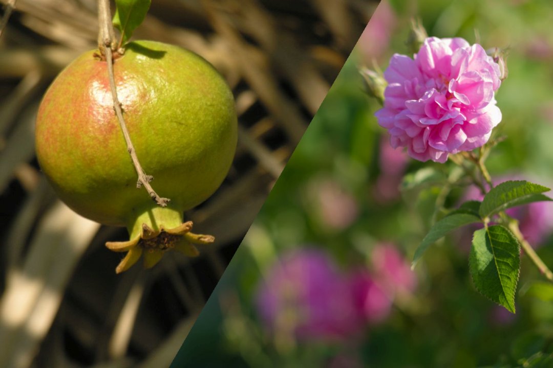 Des ingrédients naturels adaptés à la peau mature